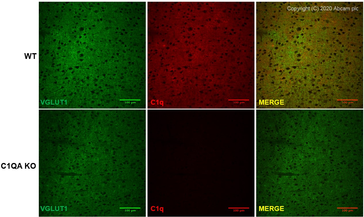 Immunohistochemistry (Frozen sections) - Anti-C1q antibody [4.8] (AB182451), expandable thumbnail