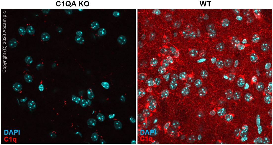 Immunohistochemistry (Frozen sections) - Anti-C1q antibody [4.8] - Low endotoxin, Azide free (AB227072), expandable thumbnail