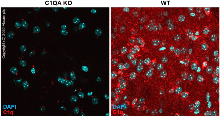 Immunohistochemistry (Frozen sections) - Anti-C1q antibody [4.8] - Low endotoxin, Azide free (AB227072)