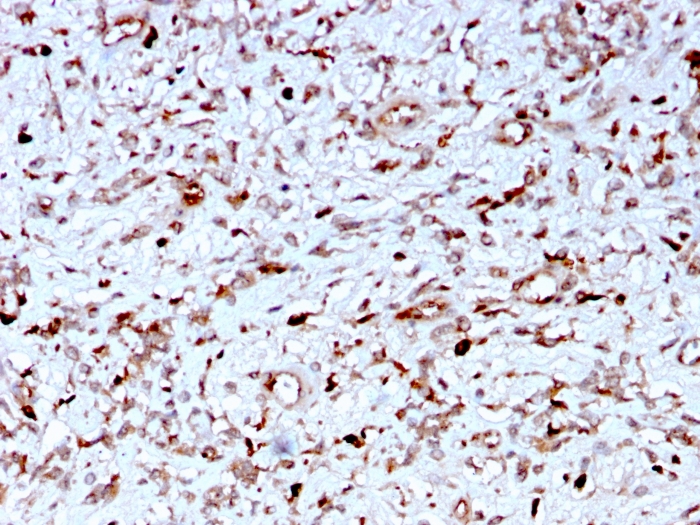 Immunohistochemistry (Formalin/PFA-fixed paraffin-embedded sections) - Anti-C1q antibody [C1QA/2956] - BSA and Azide free (AB268243)