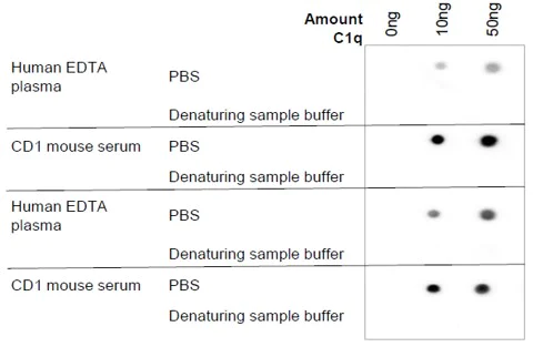 Dot Blot - Anti-C1q antibody [JL-1] (AB71940)