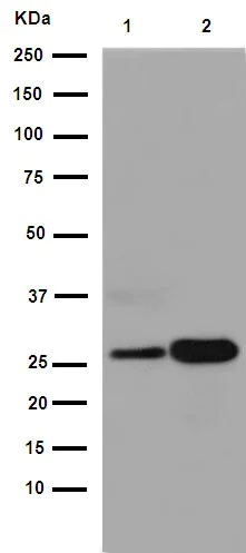 Western blot - Anti-C1QA antibody [EPR14634] - BSA and Azide free (AB251007)