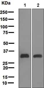 Western blot - Anti-C1QA antibody [EPR2979(2)] - BSA and Azide free (AB247631)
