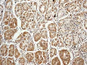 Immunohistochemistry (Formalin/PFA-fixed paraffin-embedded sections) - Anti-C1QB antibody [EPR2981] - BSA and Azide free (AB247575), expandable thumbnail