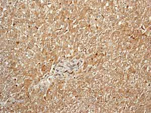 Immunohistochemistry (Formalin/PFA-fixed paraffin-embedded sections) - Anti-C1QB antibody [EPR2981] - BSA and Azide free (AB247575)