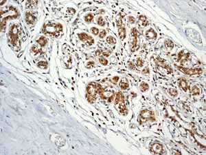 Immunohistochemistry (Formalin/PFA-fixed paraffin-embedded sections) - Anti-C1QB antibody [EPR2981] - BSA and Azide free (AB247575), expandable thumbnail