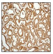 Immunohistochemistry (Formalin/PFA-fixed paraffin-embedded sections) - Anti-C1QB antibody [EPR2981] - BSA and Azide free (AB247575), expandable thumbnail