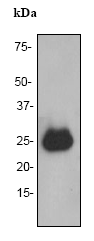 Western blot - Anti-C1QC antibody [EPR2984Y] - BSA and Azide free (AB247391), expandable thumbnail