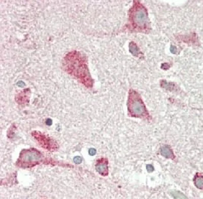 Immunohistochemistry (Formalin/PFA-fixed paraffin-embedded sections) - Anti-C1QL3/CTRP13 antibody (AB230660)