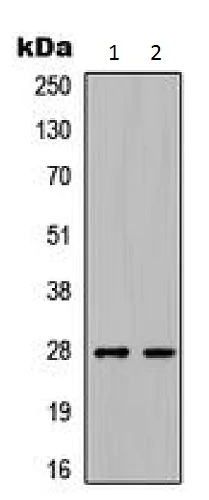 Western blot - Anti-C1QL3/CTRP13 antibody (AB230660)