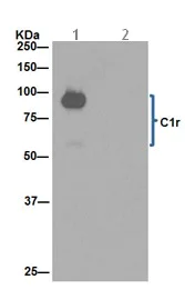 Immunoprecipitation - Anti-C1r antibody [EPR14914] - BSA and Azide free (AB251042)