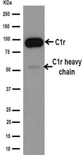 Western blot - Anti-C1r antibody [EPR14914] - BSA and Azide free (AB251042), expandable thumbnail