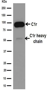 Western blot - Anti-C1r antibody [EPR14914] - BSA and Azide free (AB251042)