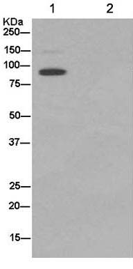 Immunoprecipitation - Anti-C1r antibody [EPR14915] (AB185212), expandable thumbnail