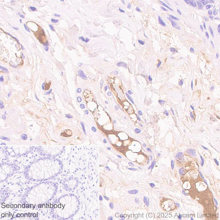 Immunohistochemistry (Formalin/PFA-fixed paraffin-embedded sections) - Anti-C1r antibody [EPR28027-35] - BSA and Azide free (AB324109)