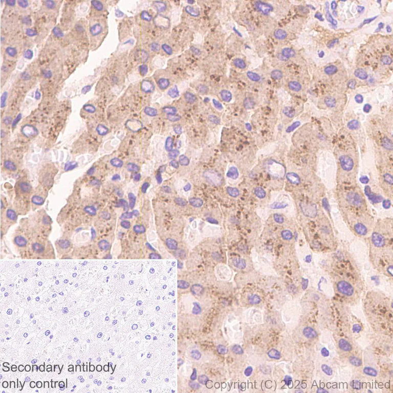 Immunohistochemistry (Formalin/PFA-fixed paraffin-embedded sections) - Anti-C1r antibody [EPR28027-35] - BSA and Azide free (AB324109)