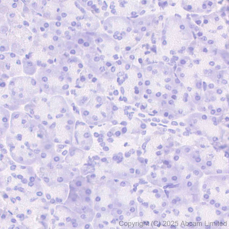 Immunohistochemistry (Formalin/PFA-fixed paraffin-embedded sections) - Anti-C1r antibody [EPR28027-35] - BSA and Azide free (AB324109)