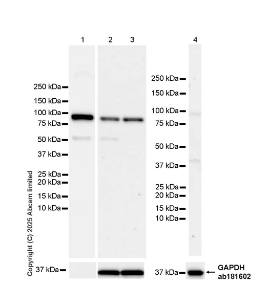 Western blot - Anti-C1r antibody [EPR28027-35] - BSA and Azide free (AB324109)