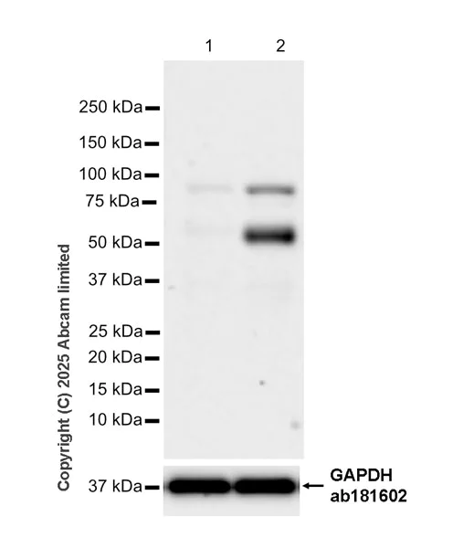 Western blot - Anti-C1r antibody [EPR28027-35] - BSA and Azide free (AB324109)