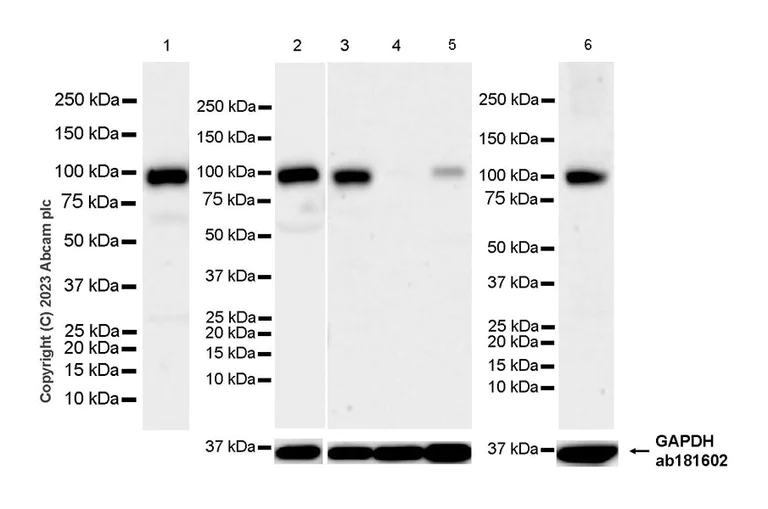 Western blot - Anti-C1s antibody [EPR28071-53] - BSA and Azide free (AB313884)