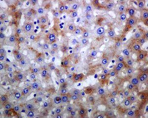 Immunohistochemistry (Formalin/PFA-fixed paraffin-embedded sections) - Anti-C1s antibody [EPR9066(B)] (AB134943)