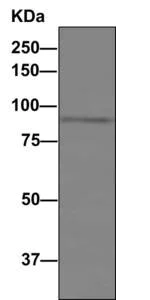 Immunoprecipitation - Anti-C1s antibody [EPR9066(B)] - BSA and Azide free (AB248746)