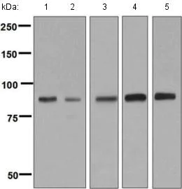 Western blot - Anti-C1s antibody [EPR9066(B)] - BSA and Azide free (AB248746)