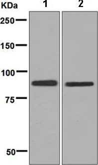 Western blot - Anti-C1s antibody [EPR9067(B)] - BSA and Azide free (AB248737)