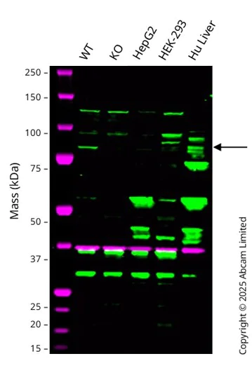Western blot - Anti-C1s antibody [EPR9067(B)] - BSA and Azide free (AB248737)