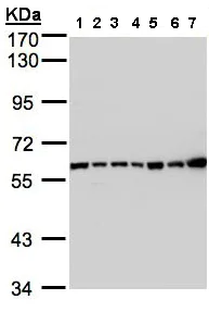 Western blot - Anti-C2 antibody (AB97461)