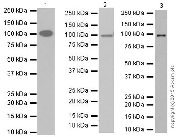 Western blot - Anti-C2 antibody [EPR17979] (AB209900)