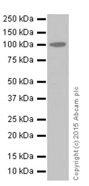 Western blot - Anti-C2 antibody [EPR17979] - BSA and Azide free (AB251512)