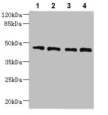Western blot - Anti-C20orf112/NOL4L antibody (AB237758)