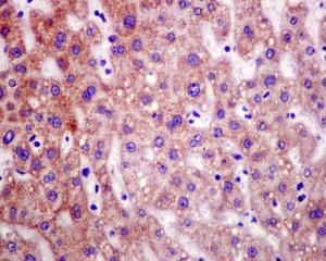 Immunohistochemistry (Formalin/PFA-fixed paraffin-embedded sections) - Anti-C21orf33 antibody [EPR13213] (AB181366), expandable thumbnail
