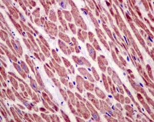 Immunohistochemistry (Formalin/PFA-fixed paraffin-embedded sections) - Anti-C21orf33 antibody [EPR13213] (AB181366), expandable thumbnail