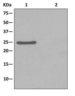 Immunoprecipitation - Anti-C21orf33 antibody [EPR13213] (AB181366), expandable thumbnail
