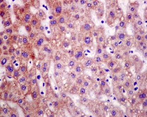 Immunohistochemistry (Formalin/PFA-fixed paraffin-embedded sections) - Anti-C21orf33 antibody [EPR13213] - BSA and Azide free (AB250492)