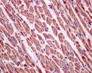 Immunohistochemistry (Formalin/PFA-fixed paraffin-embedded sections) - Anti-C21orf33 antibody [EPR13213] - BSA and Azide free (AB250492)