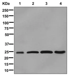Western blot - Anti-C21orf33 antibody [EPR13213] - BSA and Azide free (AB250492)