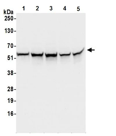 Western blot - Anti-C22orf28 antibody (AB241398)