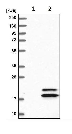 Western blot - Anti-C2orf40/ECRG4 antibody (AB224077)