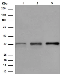 Western blot - Anti-C2orf69 antibody [EPR13713] - BSA and Azide free (AB240966)