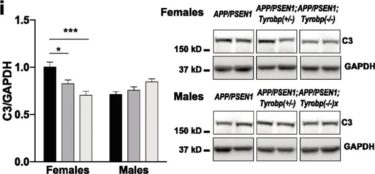 Western blot - Anti-C3 antibody [11H9] (AB11862)