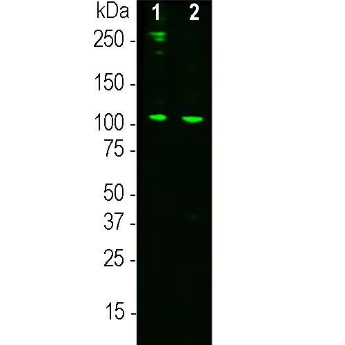 Western blot - Anti-C3 antibody [2B5] (AB315208)