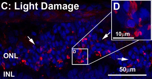 Immunohistochemistry (Frozen sections) - Anti-C3 antibody (AB11887), expandable thumbnail