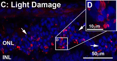 Immunohistochemistry (Frozen sections) - Anti-C3 antibody (AB11887)