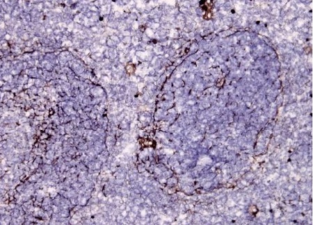 Immunohistochemistry (Frozen sections) - Anti-C3 antibody (AB11887), expandable thumbnail