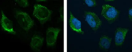 Immunocytochemistry/ Immunofluorescence - Anti-C3 antibody (AB97462)