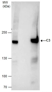 Immunoprecipitation - Anti-C3 antibody (AB97462)