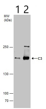 Anti-C3 antibody